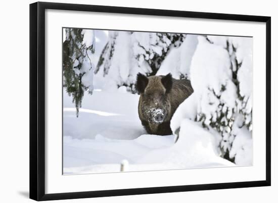 Photographic Print, , large