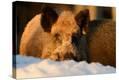 Stretched Canvas Print