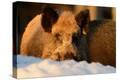 Stretched Canvas Print