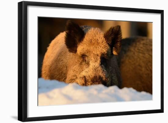 Photographic Print, , large