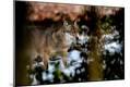 Photographic Print