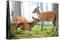 Stretched Canvas Print