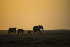 Namibia, Region of Kunene, Etosha National Park, Water Hole Okaukuejo, Giraffes-Reiner Harscher-Premier Image Canvas
