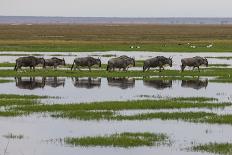 Kenya, Kajiado County, Amboseli National Park, African Elephant-Reiner Harscher-Photographic Print