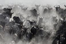 Kenya, Kajiado County, Amboseli National Park, Gnu Connochaetes-Reiner Harscher-Photographic Print