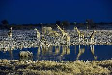 Namibia, Region of Kunene, Etosha National Park, Water Hole Okaukuejo, Giraffes-Reiner Harscher-Framed Premier Image Canvas