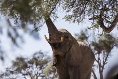 Namibia, Region of Kunene, Etosha National Park, Water Hole Okaukuejo, Giraffes-Reiner Harscher-Premier Image Canvas