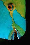 Close-Up of a Greentroat Parrotfish Head-Reinhard Dirscherl-Photographic Print