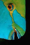 Green Turtle (Chelonia Mydas), Maui, Hawaii, USA-Reinhard Dirscherl-Mounted Photographic Print