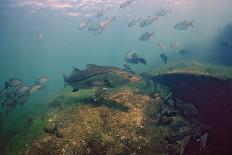 Green Turtle (Chelonia Mydas), Maui, Hawaii, USA-Reinhard Dirscherl-Photographic Print