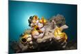 Photographic Print