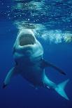 Great White Shark, Carcharodon Carcharias, Mexico, Pacific Ocean, Guadalupe-Reinhard Dirscherl-Photographic Print