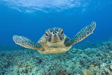 Hawksbill Sea Turtle, Eretmochelys Imbricata, Martinique, French West Indies, Caribbean Sea-Reinhard Dirscherl-Photographic Print