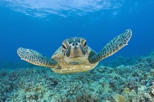 Green Turtle (Chelonia Mydas), Maui, Hawaii, USA by Reinhard Dirscherl