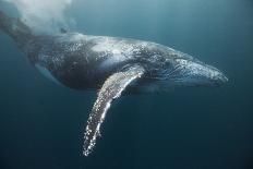 Humpback Whale (Megaptera Novaeangliae)-Reinhard Dirscherl-Photographic Print