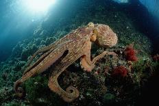 Spider Hermit Crab, Stenorhynchus Seticornis, Netherlands Antilles, Bonaire, Caribbean Sea-Reinhard Dirscherl-Photographic Print