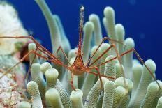 Spider Hermit Crab, Stenorhynchus Seticornis, Netherlands Antilles, Bonaire, Caribbean Sea-Reinhard Dirscherl-Photographic Print
