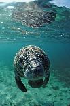 Hawksbill Sea Turtle, Eretmochelys Imbricata, Martinique, French West Indies, Caribbean Sea-Reinhard Dirscherl-Photographic Print
