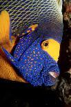 Yellow-Mask Angelfish Head. (Pomacanthus Xanthometopon) Indian Ocean-Reinhard Dirscherl-Photographic Print
