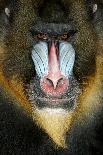 Close up Portrait of Baboon Monkey-Reinhold Leitner-Photographic Print
