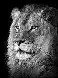 Portrait Of A Lion In Black And White-Reinhold Leitner-Premier Image Canvas
