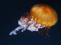 Profile of Floating Jellyfish with Trailing Tentacles.-Reinhold Leitner-Photographic Print
