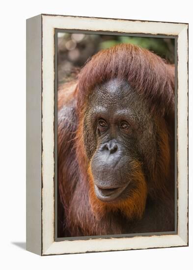 Reintroduced Female Orangutan (Pongo Pygmaeus), Indonesia-Michael Nolan-Framed Premier Image Canvas