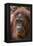 Reintroduced Female Orangutan (Pongo Pygmaeus), Indonesia-Michael Nolan-Framed Premier Image Canvas