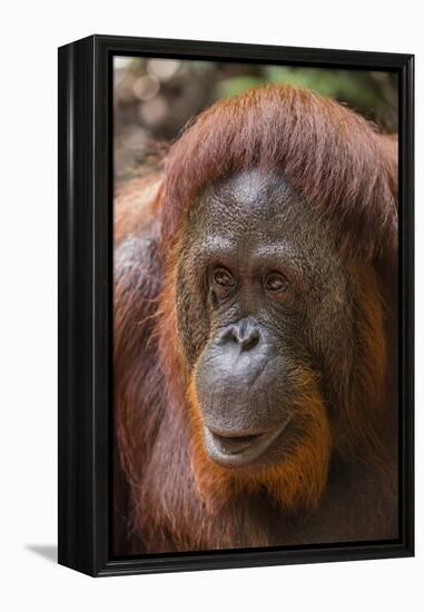 Reintroduced Female Orangutan (Pongo Pygmaeus), Indonesia-Michael Nolan-Framed Premier Image Canvas