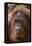 Reintroduced Female Orangutan (Pongo Pygmaeus), Indonesia-Michael Nolan-Framed Premier Image Canvas