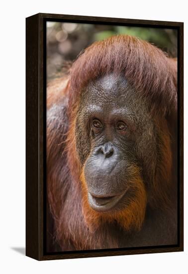 Reintroduced Female Orangutan (Pongo Pygmaeus), Indonesia-Michael Nolan-Framed Premier Image Canvas