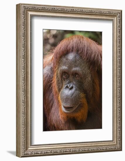 Reintroduced Female Orangutan (Pongo Pygmaeus), Indonesia-Michael Nolan-Framed Photographic Print