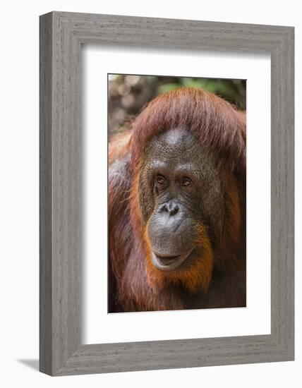 Reintroduced Female Orangutan (Pongo Pygmaeus), Indonesia-Michael Nolan-Framed Photographic Print