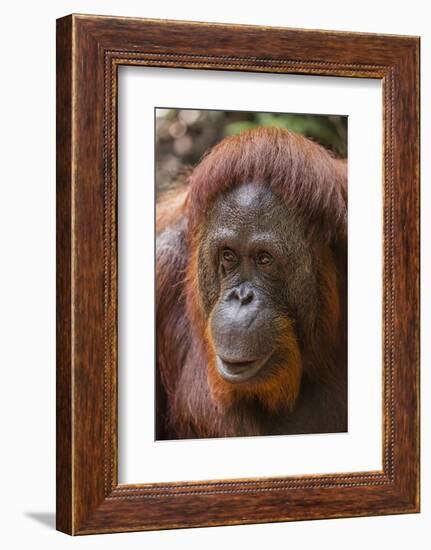 Reintroduced Female Orangutan (Pongo Pygmaeus), Indonesia-Michael Nolan-Framed Photographic Print