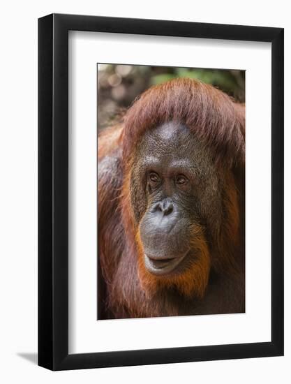 Reintroduced Female Orangutan (Pongo Pygmaeus), Indonesia-Michael Nolan-Framed Photographic Print