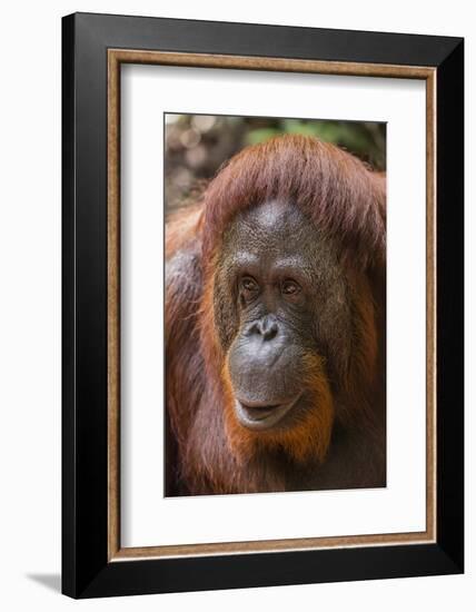 Reintroduced Female Orangutan (Pongo Pygmaeus), Indonesia-Michael Nolan-Framed Photographic Print