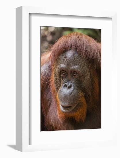 Reintroduced Female Orangutan (Pongo Pygmaeus), Indonesia-Michael Nolan-Framed Photographic Print