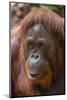 Reintroduced Female Orangutan (Pongo Pygmaeus), Indonesia-Michael Nolan-Mounted Photographic Print