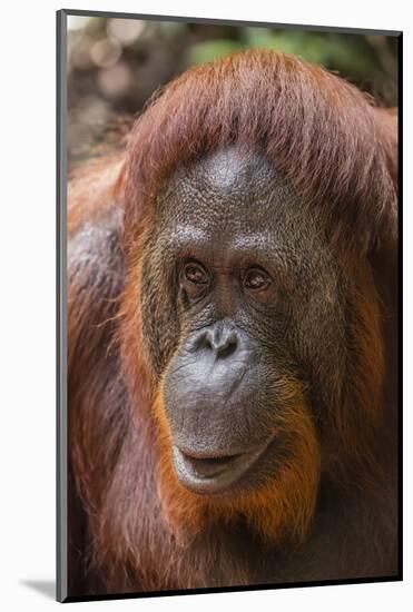 Reintroduced Female Orangutan (Pongo Pygmaeus), Indonesia-Michael Nolan-Mounted Photographic Print