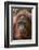 Reintroduced Female Orangutan (Pongo Pygmaeus), Indonesia-Michael Nolan-Framed Photographic Print