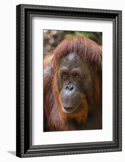 Reintroduced Female Orangutan (Pongo Pygmaeus), Indonesia-Michael Nolan-Framed Photographic Print