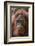 Reintroduced Female Orangutan (Pongo Pygmaeus), Indonesia-Michael Nolan-Framed Photographic Print