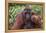 Reintroduced Flanged Male Orangutan (Pongo Pygmaeus), Indonesia-Michael Nolan-Framed Premier Image Canvas