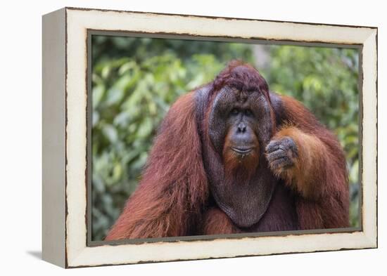 Reintroduced Flanged Male Orangutan (Pongo Pygmaeus), Indonesia-Michael Nolan-Framed Premier Image Canvas