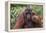 Reintroduced Flanged Male Orangutan (Pongo Pygmaeus), Indonesia-Michael Nolan-Framed Premier Image Canvas