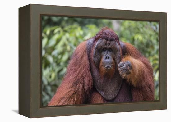 Reintroduced Flanged Male Orangutan (Pongo Pygmaeus), Indonesia-Michael Nolan-Framed Premier Image Canvas