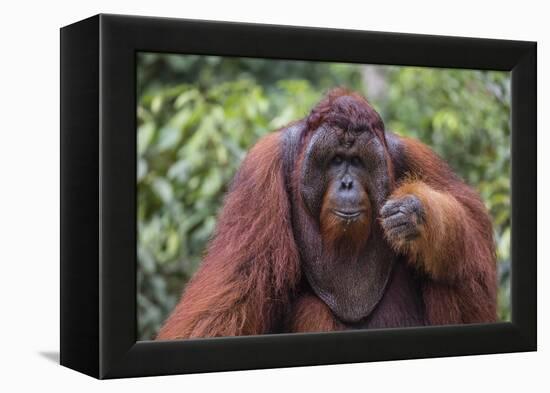 Reintroduced Flanged Male Orangutan (Pongo Pygmaeus), Indonesia-Michael Nolan-Framed Premier Image Canvas