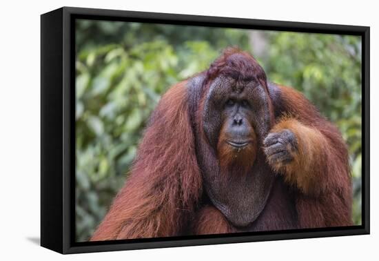 Reintroduced Flanged Male Orangutan (Pongo Pygmaeus), Indonesia-Michael Nolan-Framed Premier Image Canvas