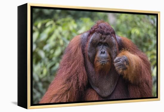 Reintroduced Flanged Male Orangutan (Pongo Pygmaeus), Indonesia-Michael Nolan-Framed Premier Image Canvas