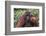 Reintroduced Flanged Male Orangutan (Pongo Pygmaeus), Indonesia-Michael Nolan-Framed Photographic Print